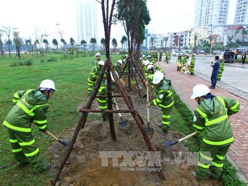 Công ty TNHH MTV Công viên cây xanh kêu quá tải nếu chăm sóc cây xanh, thảm cỏ Hà Nội 